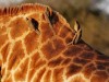 HIGHLY COMMENDED.....Ray Sutton